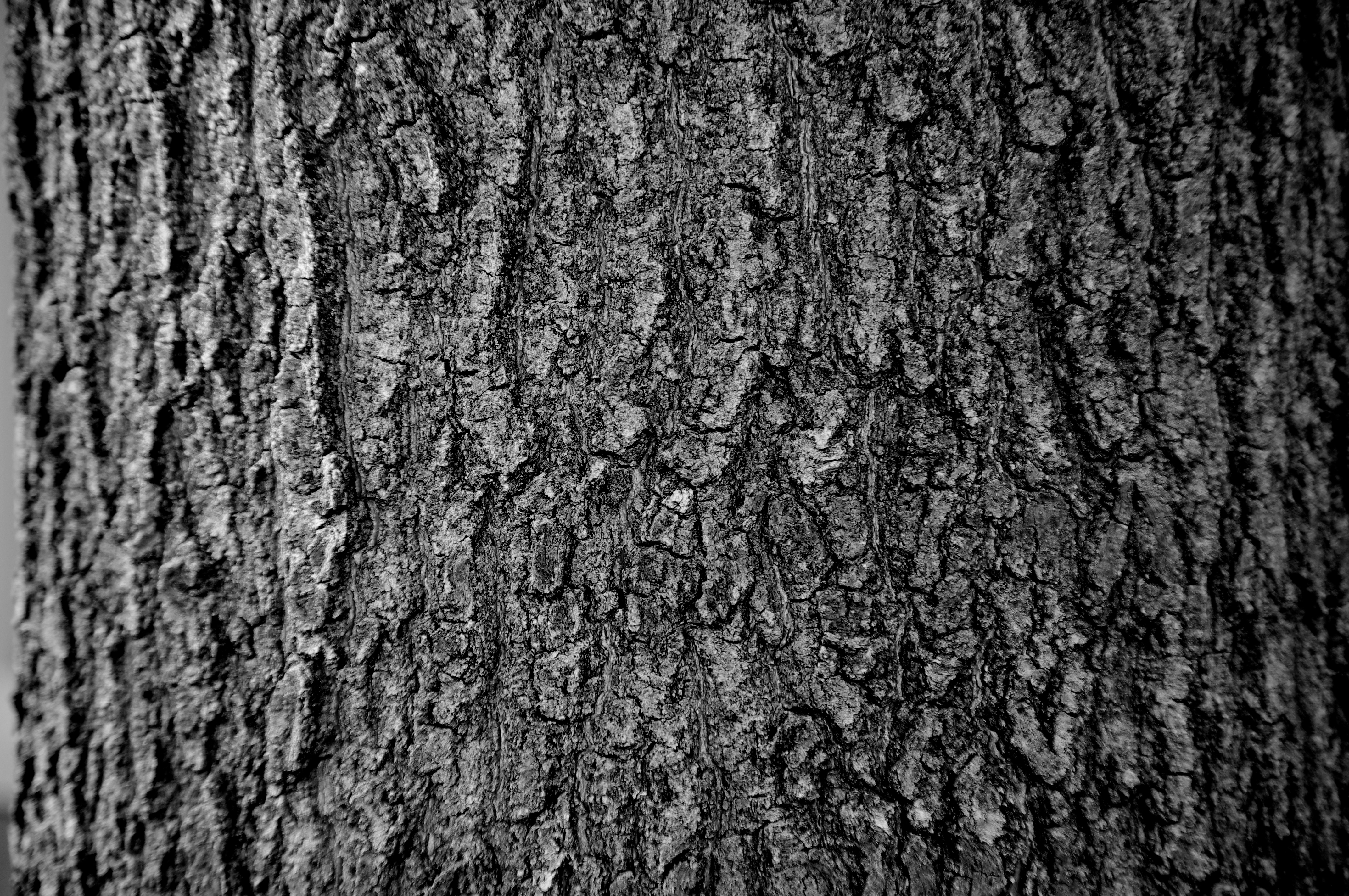 4288x2848 Tree Bark Bisonwoman's Ballyhoo - Tree Bark Texture Drawing