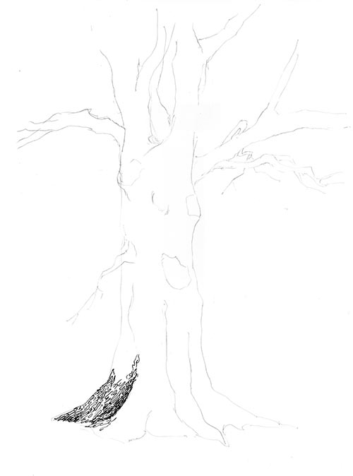 500x674 Tree Pen And Ink Drawing St - Tree Bark Texture Drawing