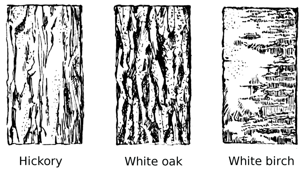 1024x589 Tree Bark Texture Drawing - Tree Bark Texture Drawing