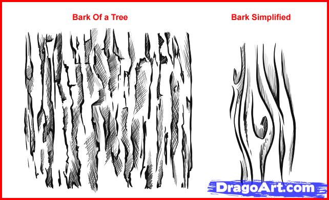 642x390 Drawing Bark Keyword Data - Tree Bark Texture Drawing