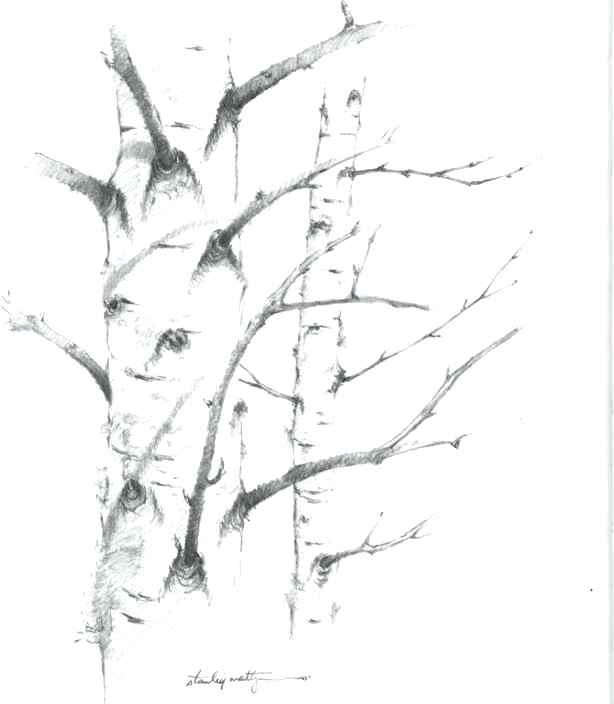 614x704 Drawing Of Tree Bark Tree Bark Drawing Tree Bark Drawing Pattern - Tree Bark Texture Drawing