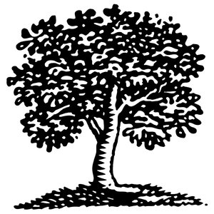 300x300 Free Stock Photos - Tree Black And White Drawing