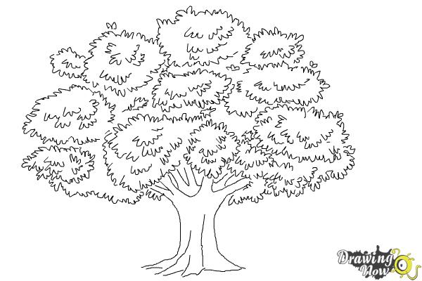 600x400 How To Draw A Realistic Tree - Tree Black And White Drawing