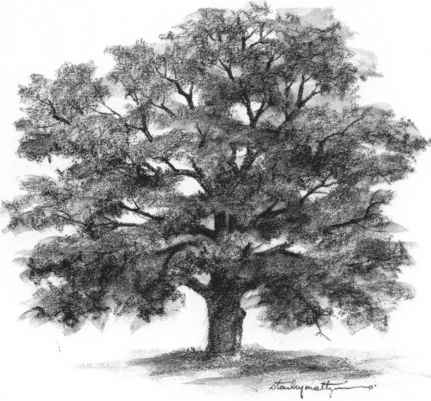 431x401 Tree Drawings Black And White Gallery Images - Tree Black And White Drawing