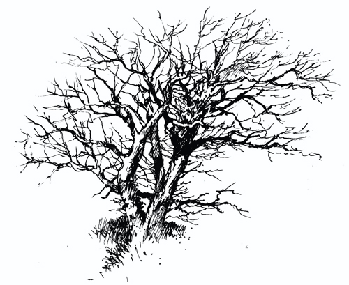 500x409 How To Draw Trees In Winter - Tree Branch Drawing