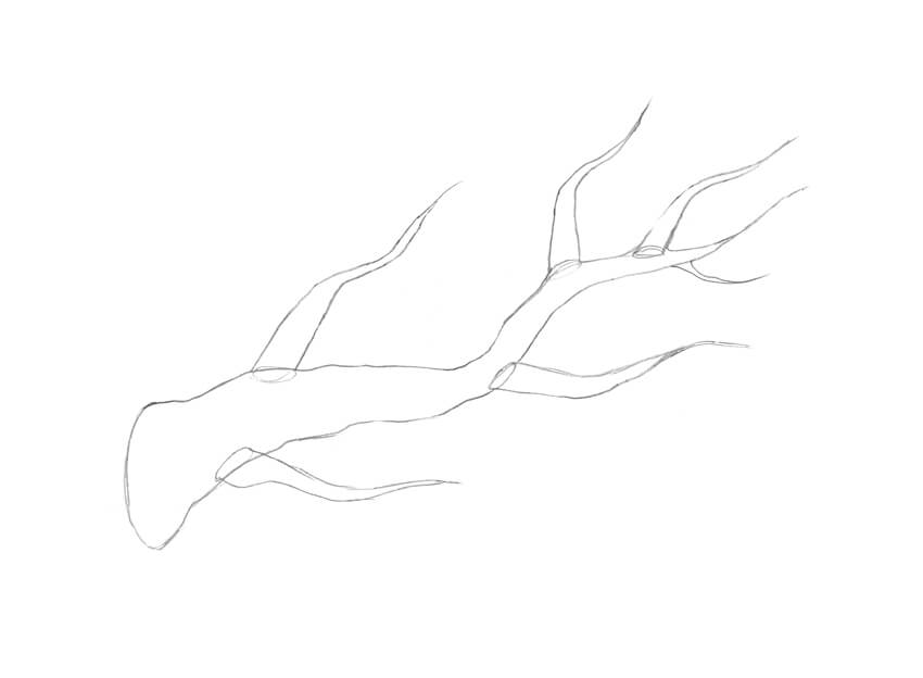 850x624 How To Draw A Tree - Tree Branch Drawing