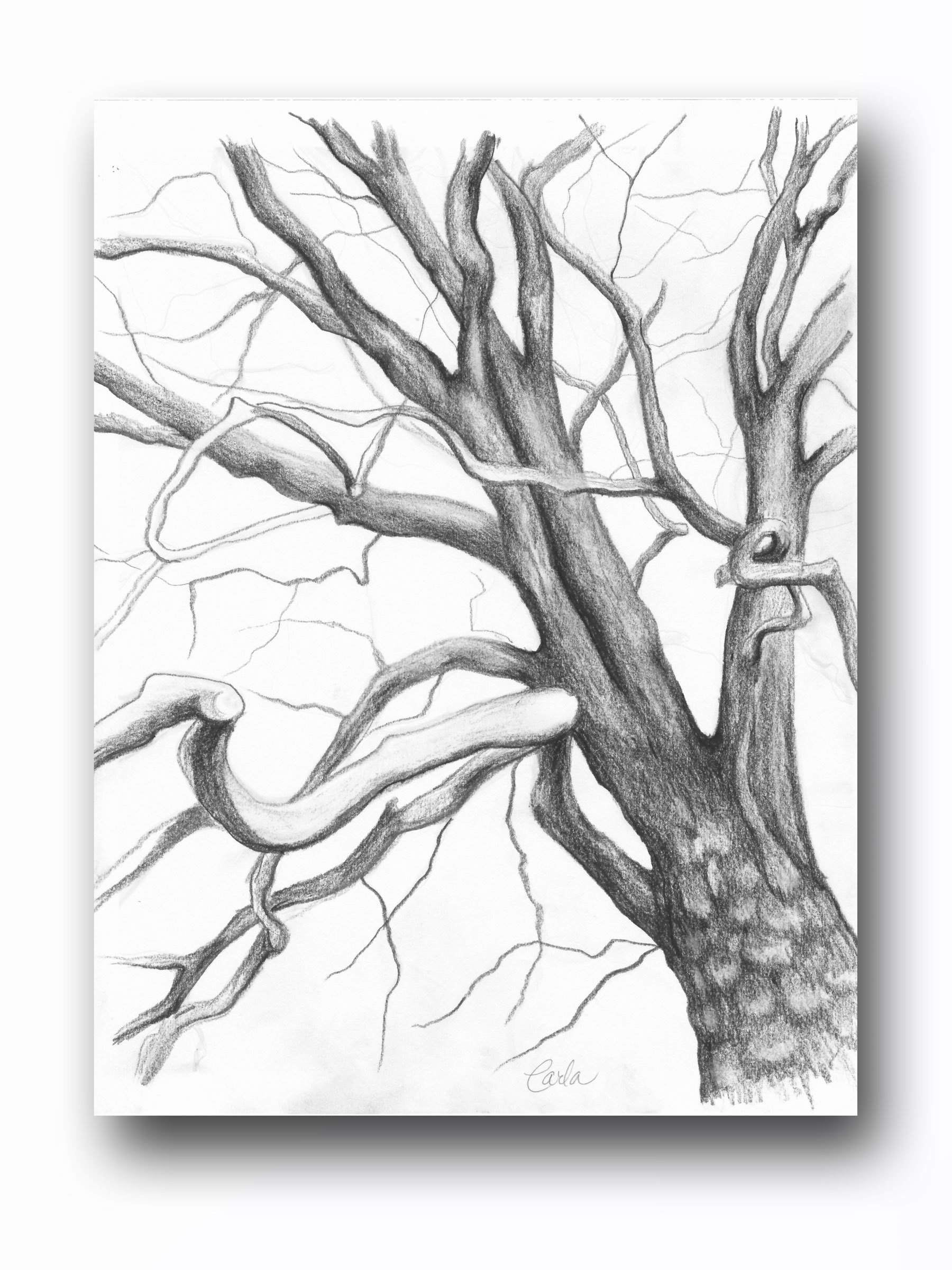 Tree Branch Drawing at Explore collection of Tree