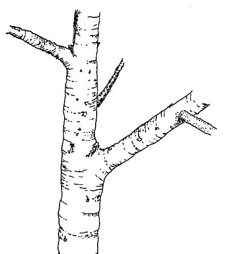 450x499 urban tree foundation - Tree Branch Drawing