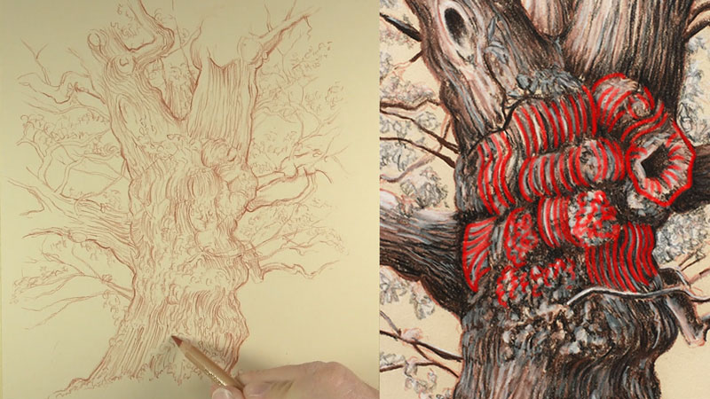 800x450 How To Draw Trees - Tree Color Drawing