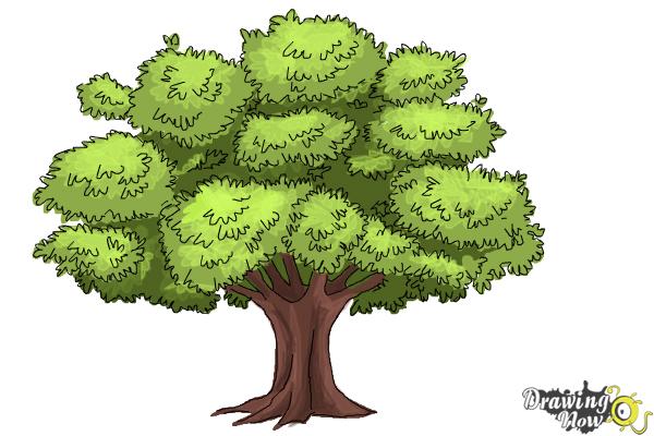 Tree Color Drawing at PaintingValley.com | Explore collection of Tree