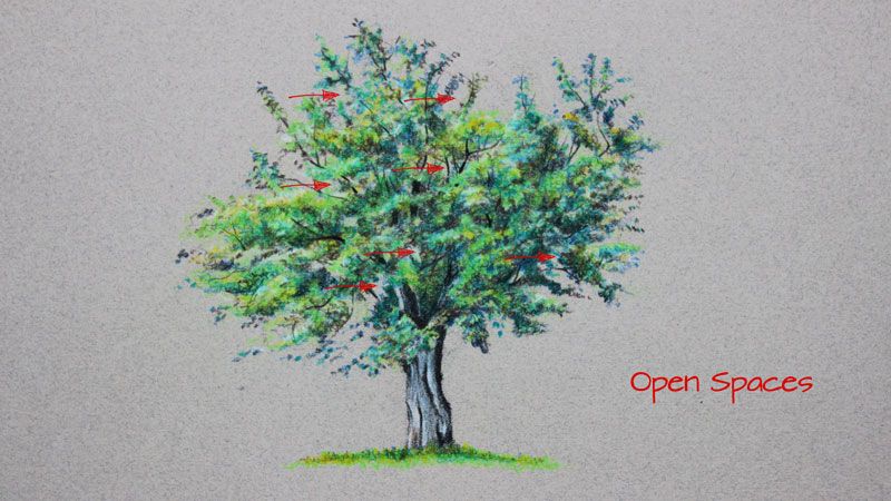800x450 How To Draw A Tree With Polychromos Colored Pencils Drawing - Tree Color Drawing