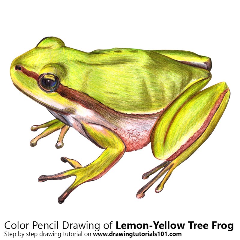 800x800 Lemon Yellow Tree Frog Colored Pencils - Tree Color Drawing