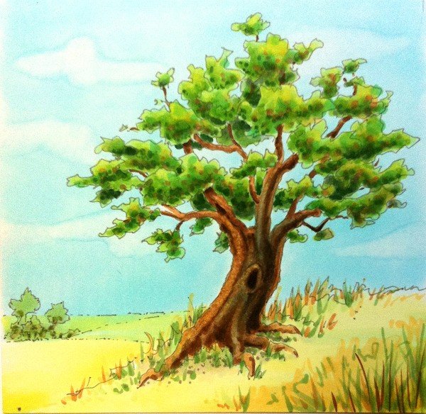 600x584 Tree Color Drawing At Getdrawings Com Best Coloring Collection - Tree Color Drawing
