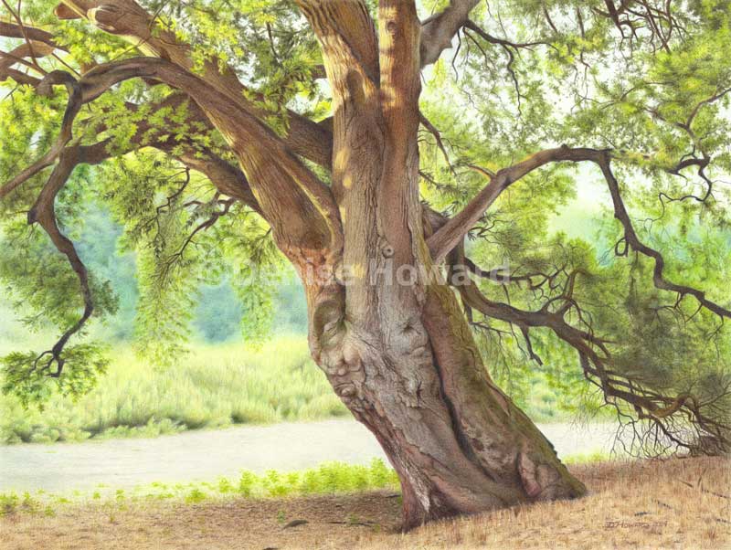 800x602 Drawing Denise J Howard's Art Blog - Tree Color Drawing