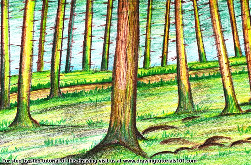 800x524 Forest Trees Colored Pencils - Tree Color Drawing