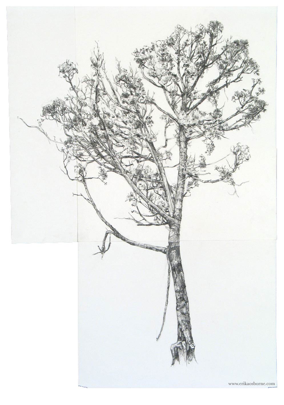 Tree Cutting Drawing at Explore collection of Tree