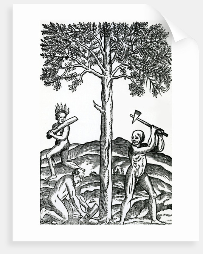 681x850 Tree Cutting Posters Prints - Tree Cutting Drawing