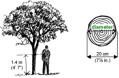 453x296 City Of Richmond Bc - Tree Cutting Drawing