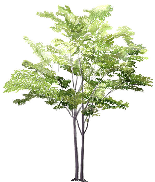 600x705 How To Draw A Tree - Tree Drawing