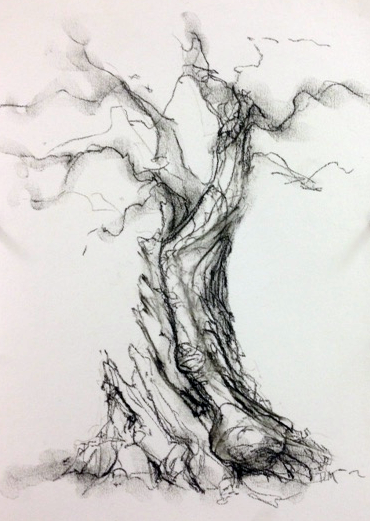 370x521 The Big Tree Society Blog - Tree Drawing