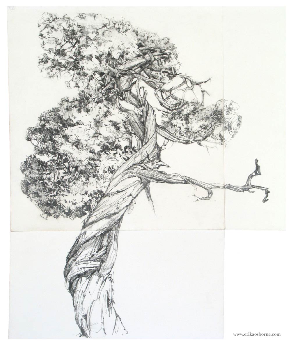 1000x1222 Tree Drawings Erika Osborne - Tree Drawing