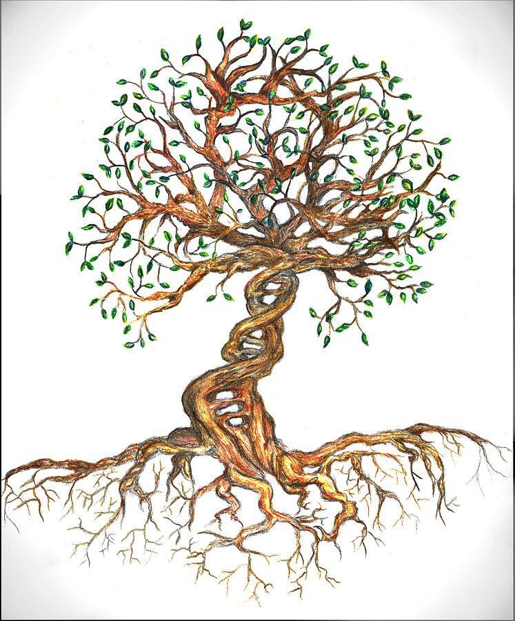 747x900 Dna Tree Of Life Drawing - Tree Drawing Art