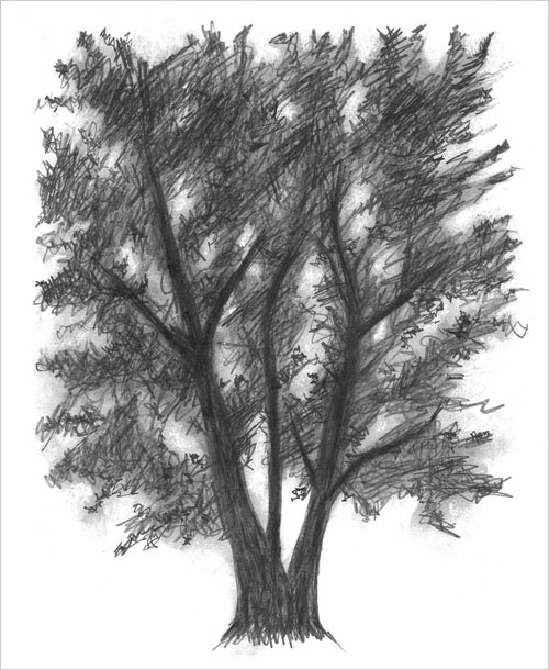 500x610 Draw A Tree With Us It's Easy! The Getty Iris - Tree Drawing Art