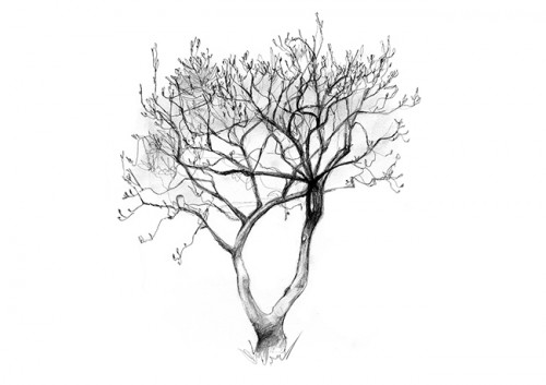 500x353 Drawing A Tree How To Draw - Tree Drawing Art