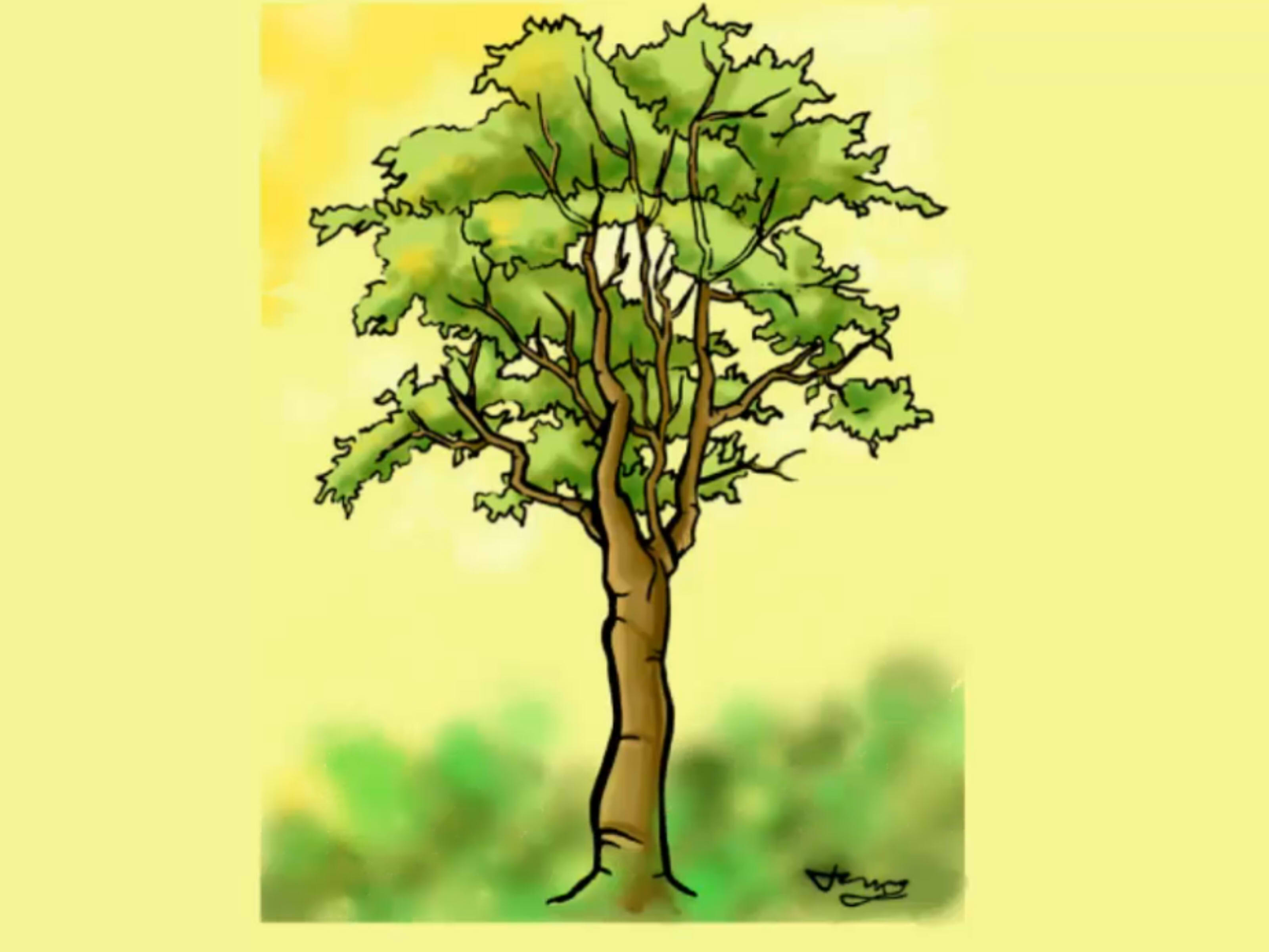 3200x2400 How To Draw A Detailed Tree Steps - Tree Drawing Art