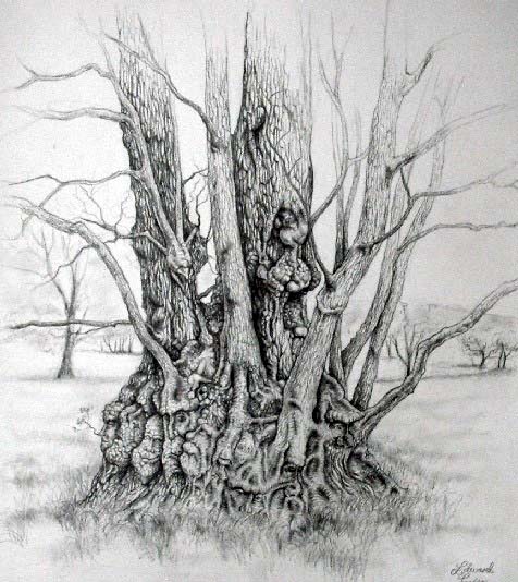 476x534 Tree Drawings - Tree Drawing Art