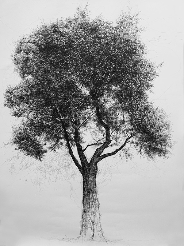 600x800 Tree - Tree Drawing Art