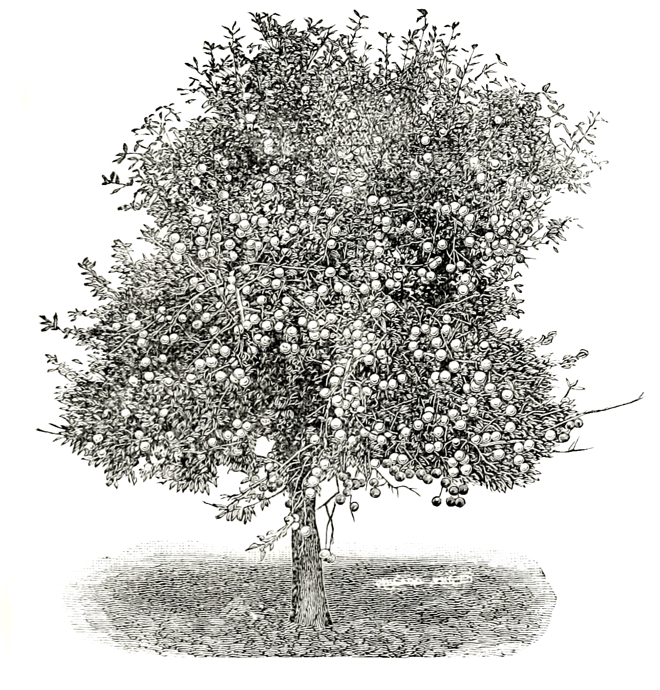 1291x1350 Vintage Apple Tree Drawing - Tree Drawing Art