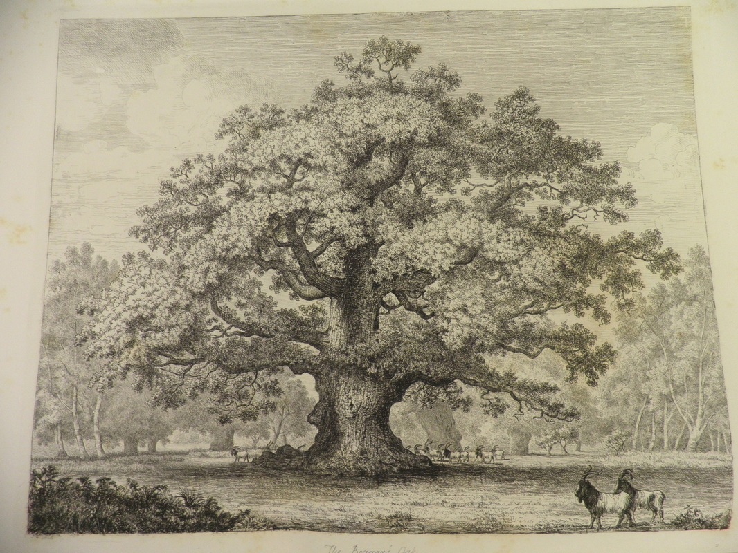 1066x800 john constable's love of trees ufeff - Tree Drawing Book