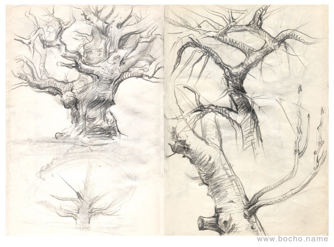 1301x962 Tree Drawings - Tree Drawing Book