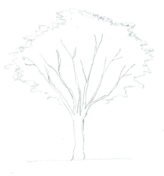 Tree Drawing Cartoon at PaintingValley.com | Explore collection of Tree ...