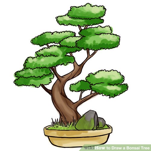 500x500 How To Draw A Bonsai Tree Steps - Tree Drawing Cartoon