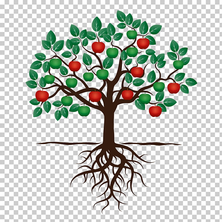 728x729 fruit tree drawing apple root, tree png clipart free cliparts - Tree Drawing Clipart