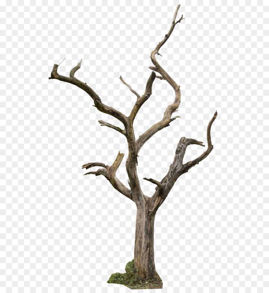 900x980 Tree, Drawing, Plant, Transparent Png Image Clipart Free Download - Tree Drawing Clipart