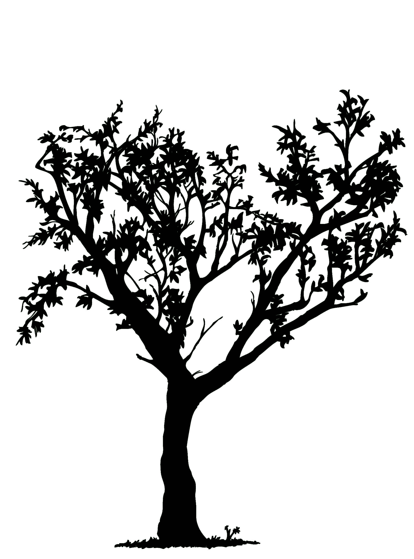 1744x2355 Tree Drawings Black And White Gallery Images - Tree Drawing Clipart