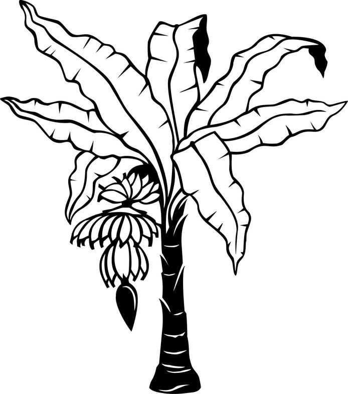 694x784 Banana Tree Drawing - Tree Drawing Clipart