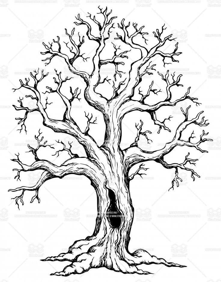 736x941 Free Clipart Line Drawing Live Oak Tree - Tree Drawing Clipart