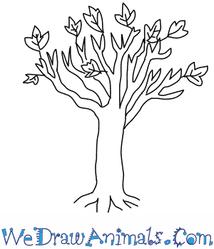 300x350 How To Draw A Maple Tree - Tree Drawing Easy