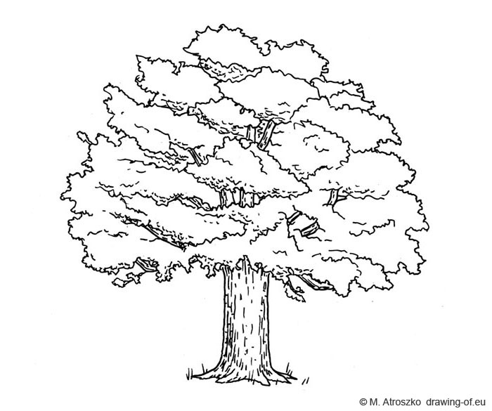 700x585 Tree Draw - Tree Drawing For Kids