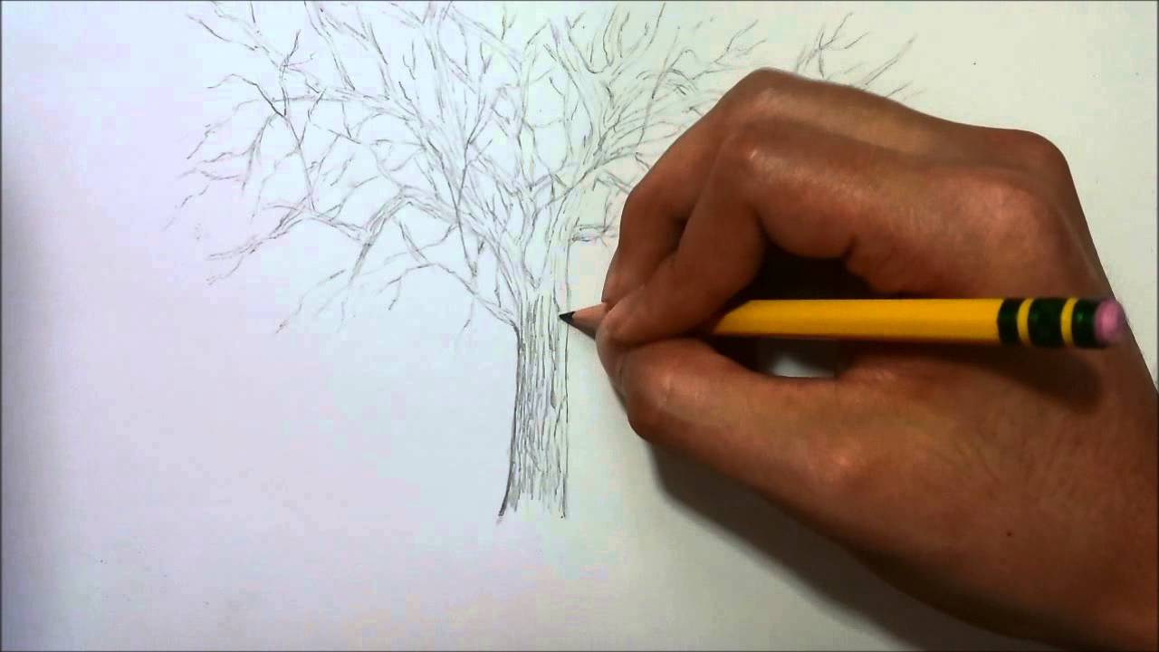 1280x720 Simple Drawing Tree Without Leaves - Tree Drawing No Leaves