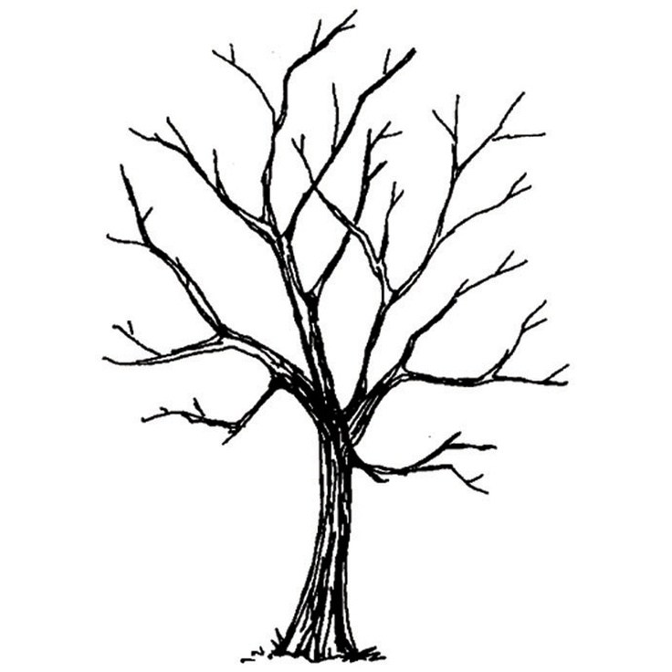 Tree Drawing No Leaves at Explore collection of