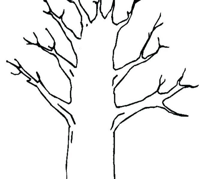 674x600 Tree Trunk Coloring - Tree Drawing No Leaves