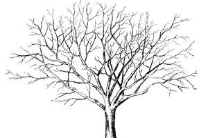 300x200 Tree With No Leaves Drawing, Coloring - Tree Drawing No Leaves