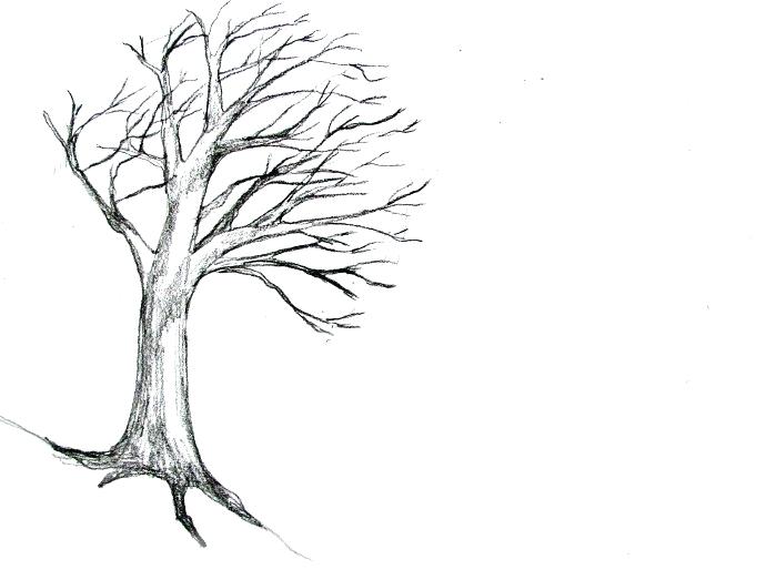 Tree Drawing No Leaves at PaintingValley.com | Explore collection of ...