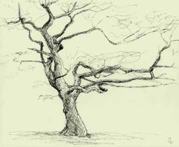 360x295 grasmere tree branches trees are very appealing they vary - Tree Drawing No Leaves