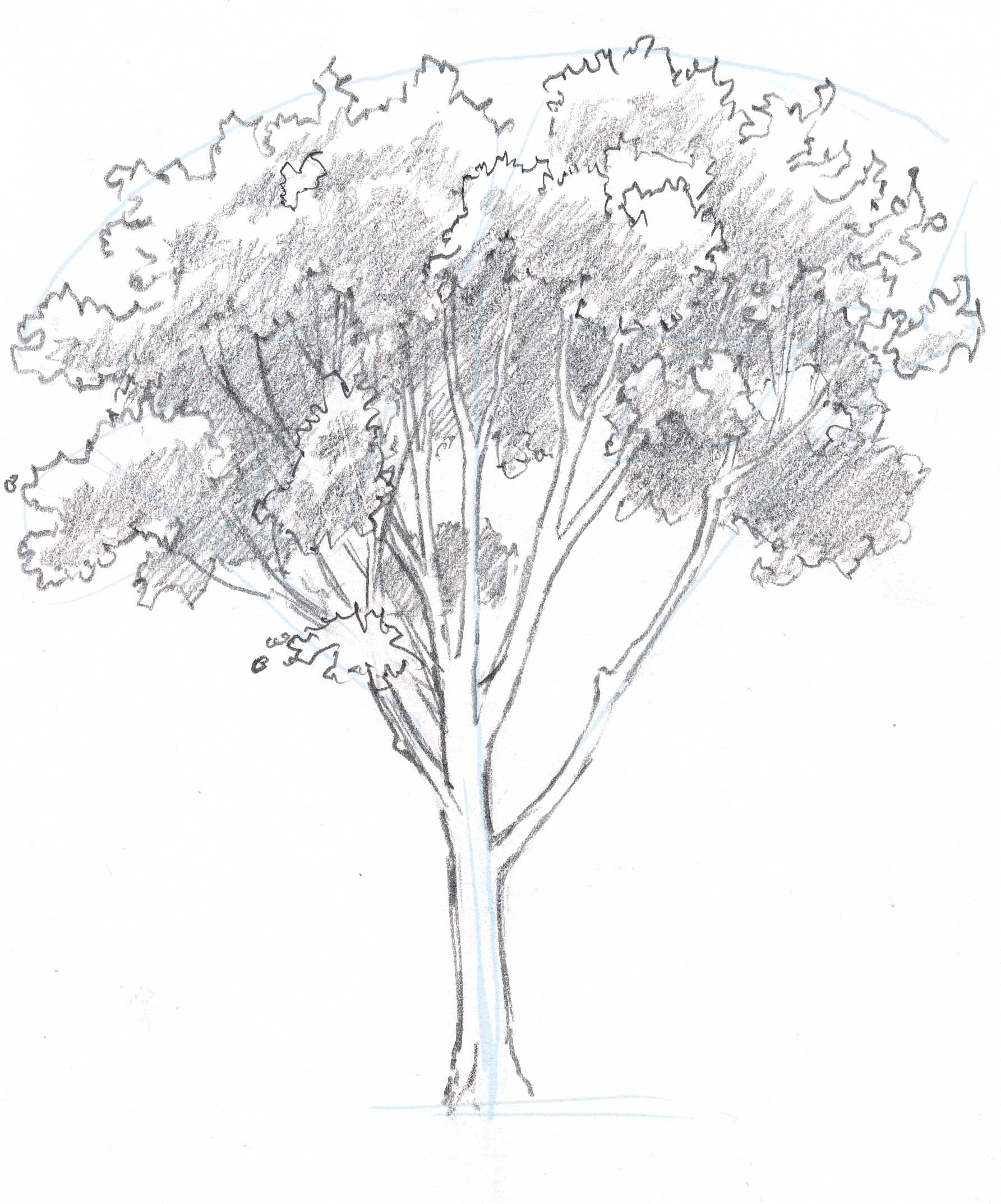 1785x2148 how to draw trees oaks - Tree Drawing Oak